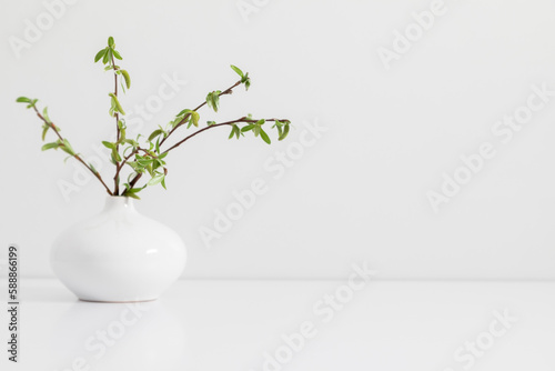 Spring tree branch with young green leaves in  vase on white background.