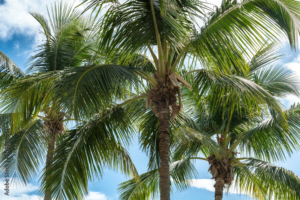 Fototapeta premium coconut palm tree