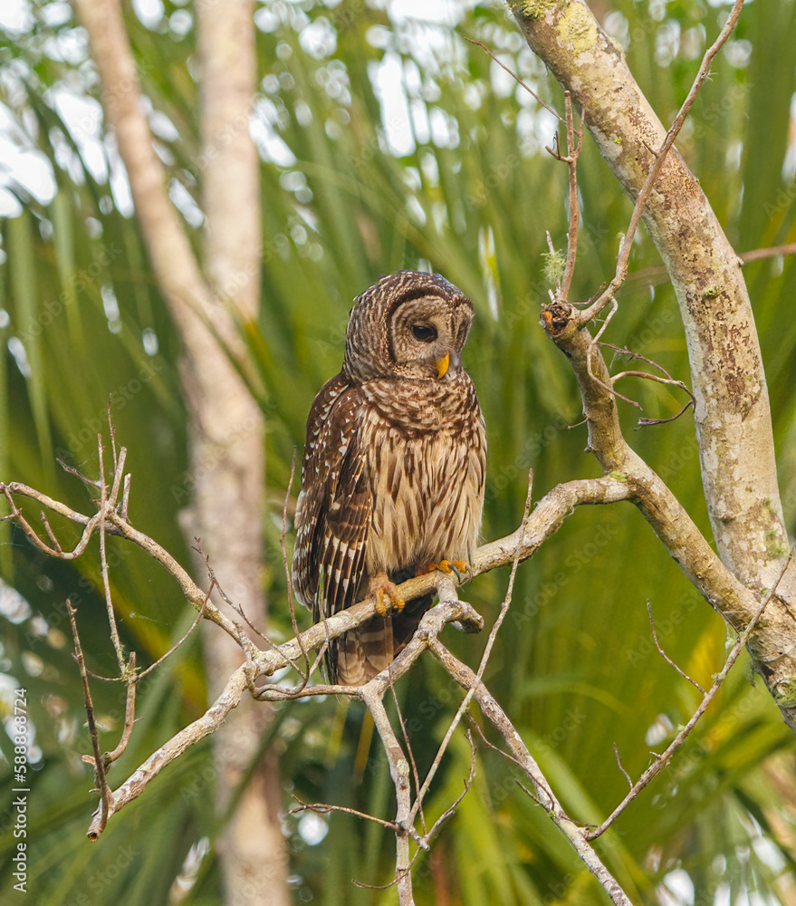 Obraz premium Barred owl - Strix varia - perched on a tree in a natural wooded area in north Florida. looking down towards ground looking for food to eat