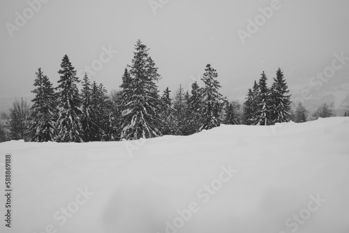 Śnieżne drzewa © Pawel