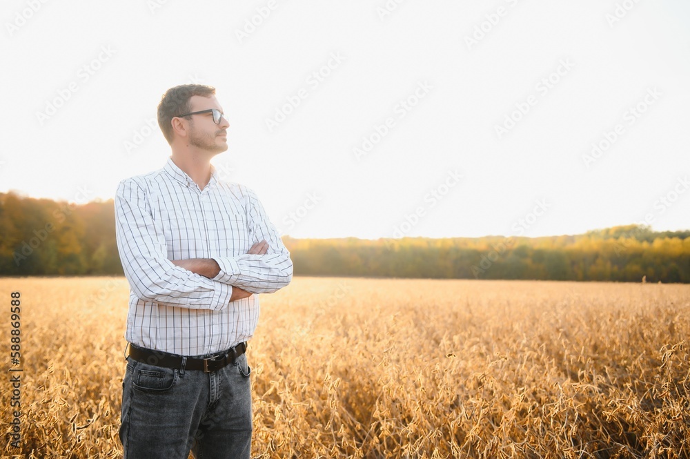 farmer agronomist in soybean field checking crops before harvest. Organic food production and cultivation.
