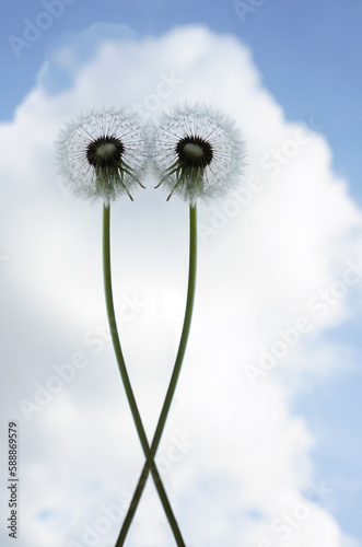 2 two dandelions on a background of blue sky and white clouds. springtime. spring season.