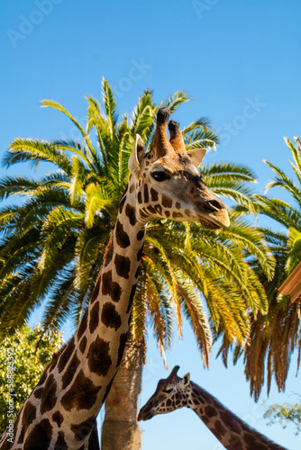 Girafas com suas manchas  Australia © Reynaldo G. Lopes