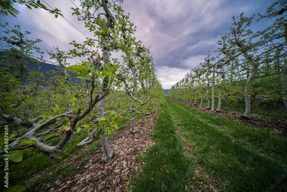 The first signs of spring in the orchards in Eppan an der Weinstrasse in South Tyrol The first signs of spring in the orchards in Eppan an der Weinstrasse in South Tyrol