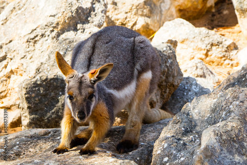 Canguru solto na natureza perto de Adelaide, Australia photo