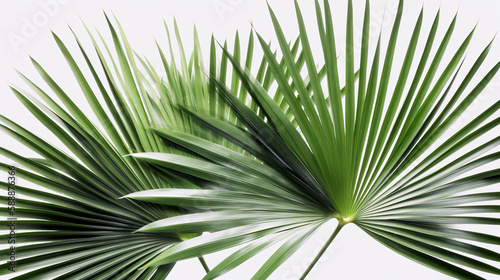 palm leaves isolated on white background