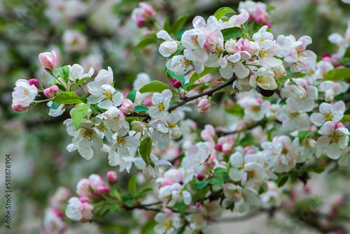 Foto Beautiful blossom of Donald Wyman Crabapple tree