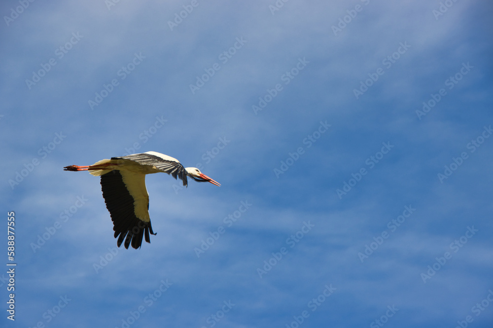 Obraz premium Fliegender Storch (Weißstorch)