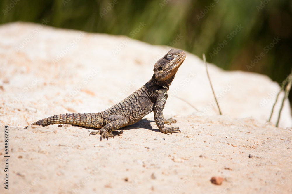 Agama lizard stellagama stellio on the sand Agama lizard stellagama stellio on the sand