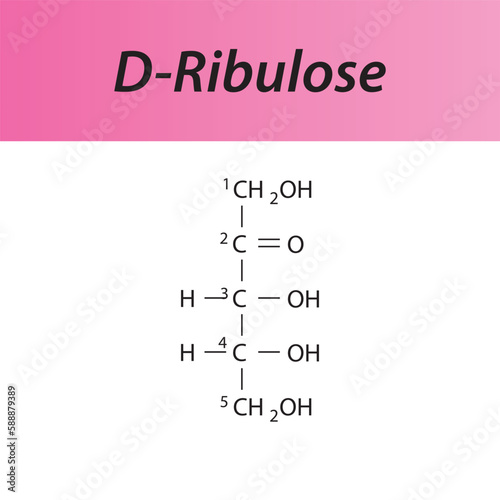 Straight chain form chemical structure of D-Ribulose sugar. Scientific vector illustration on white and pink background, carbon numbering.