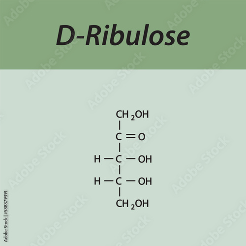 Straight chain form chemical structure of D-Ribulose sugar. Scientific vector illustration on green background.