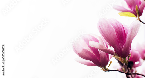 Blooming pink magnolia (Magnolia liliflora) on a white background close-up, soft selective focus, copy space. Floral spring background, banner