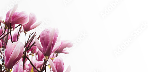 Blooming pink magnolia  Magnolia liliflora  on a white background close-up  soft selective focus  copy space. Floral spring background  banner