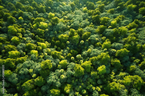 From high above  the summer forests resemble a patchwork quilt of varying shades of green