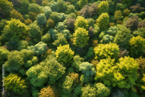 From high above, the summer forests resemble a patchwork quilt of varying shades of green © Nilima