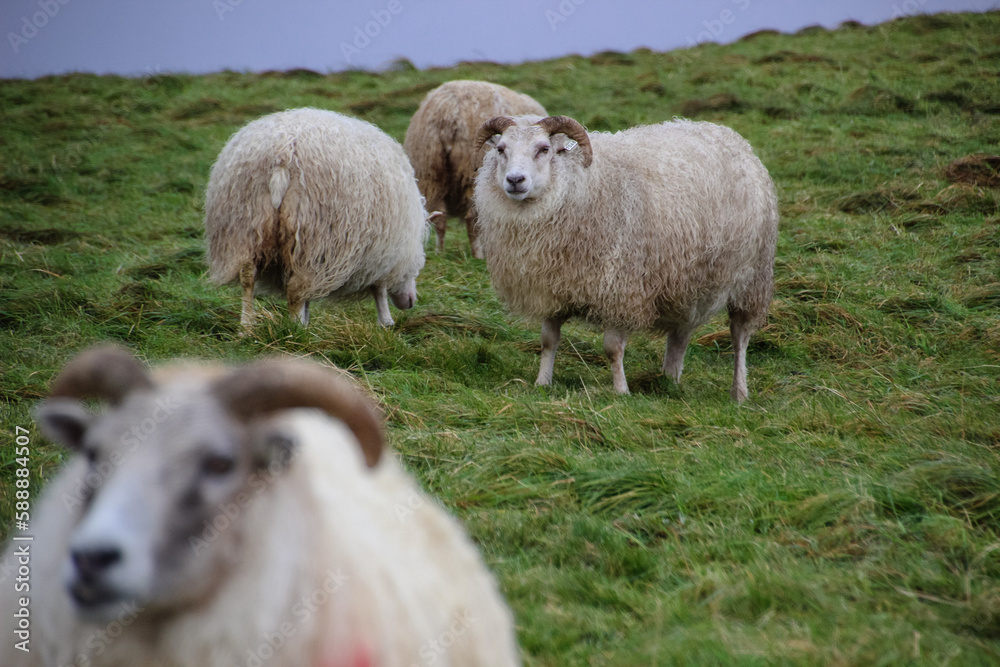 Iceland sheep