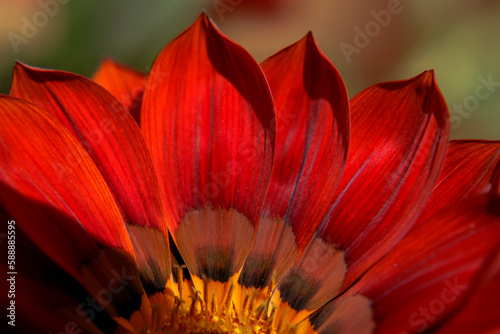 Schilderij op canvas Hand fan - a cropped piece of the Gazanai petal