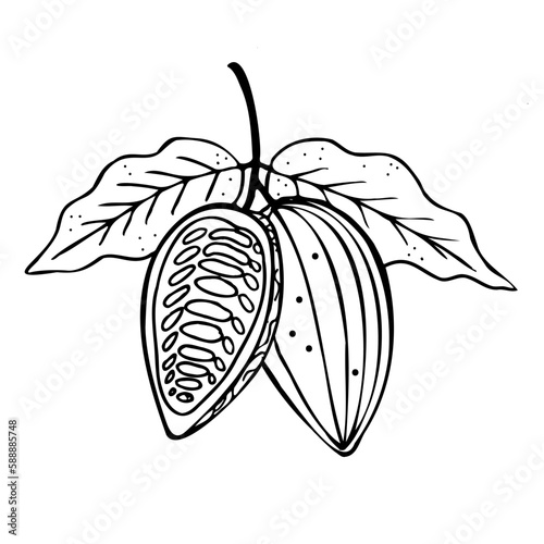 Cocoa. Hand drawn sketch Cocoa beans, leaves sketch and Cocoa tree. Organic product. Doodle sketch for café, shop, menu. Plant parts. For label, logo, emblem, symbol.