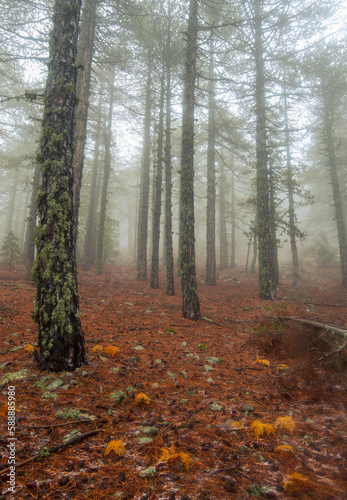 Mist in the forest in autumn. Bright light in the morning. Peaceful and serene. © Michalis Palis