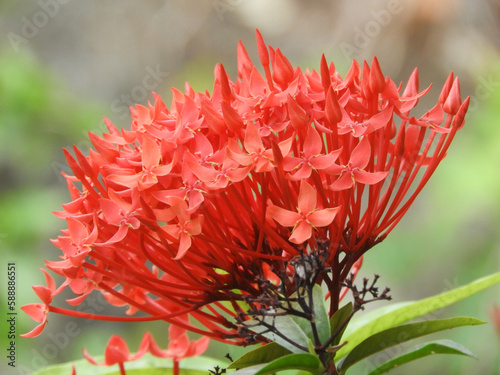 red ashoka flower © Akash