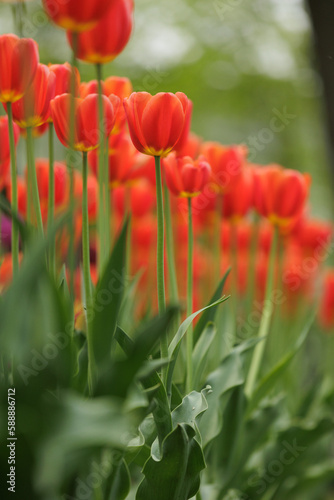 blooming red tulips in park on flower bed. spring fresh flowers in sunlight. grow plants in garden for sale in flower salon. florists  bouquet as gift