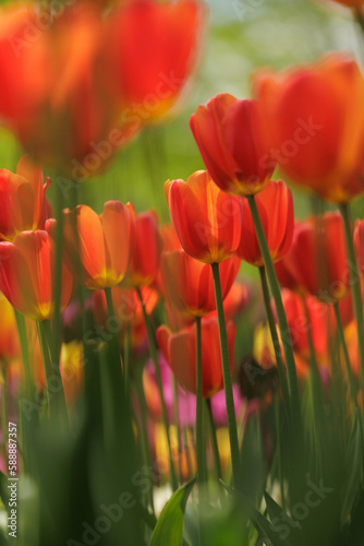 blooming red tulips in park on flower bed. spring fresh flowers in sunlight. grow plants in garden for sale in flower salon. florists  bouquet as gift