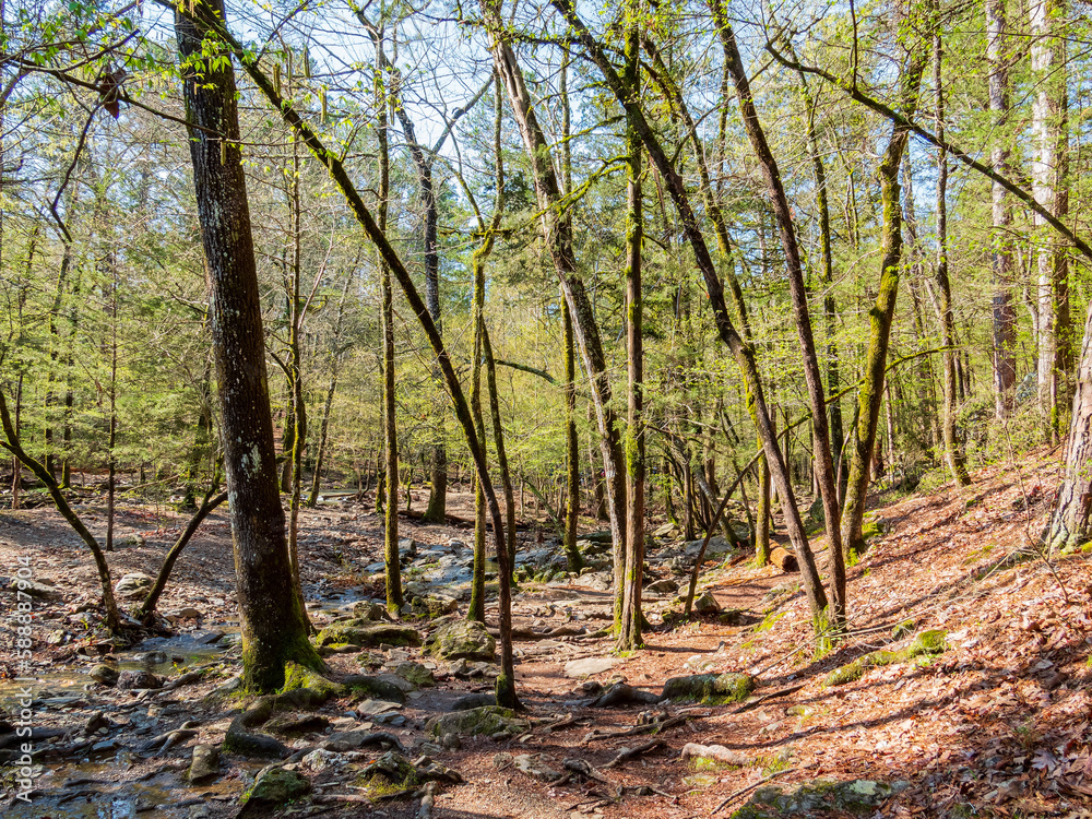 Sunny view of the Lookout Mountain Trail landscape of Beavers Bend State Park Sunny view of the Lookout Mountain Trail landscape of Beavers Bend State Park