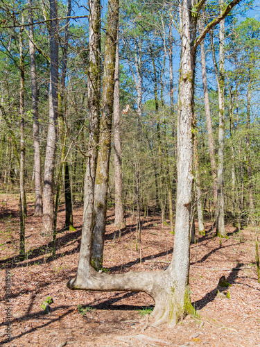 Sunny view of the Lookout Mountain Trail landscape of Beavers Bend State Park