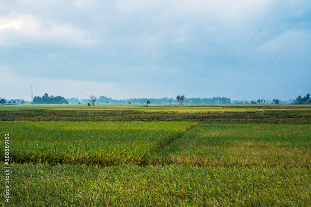 Beautiful landscape growing paddy field at dusk in Aceh, Indonesia Beautiful landscape growing paddy field at dusk in Aceh, Indonesia