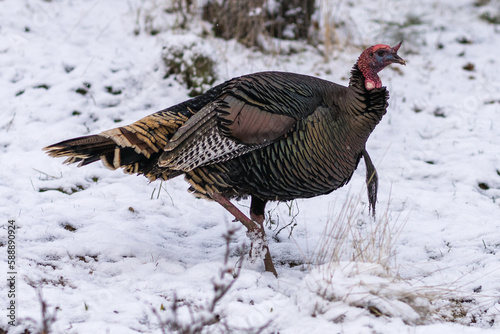 Wild turkey in the snow