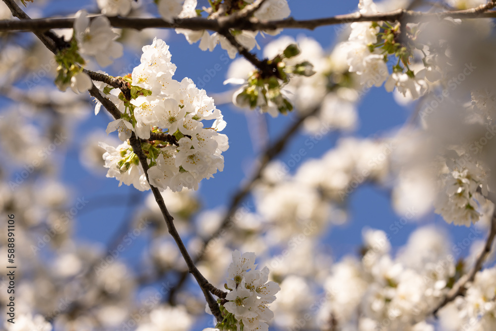 fleurs blanche de cerisier avec en arrière plan un beau ciel bleu de printemps
