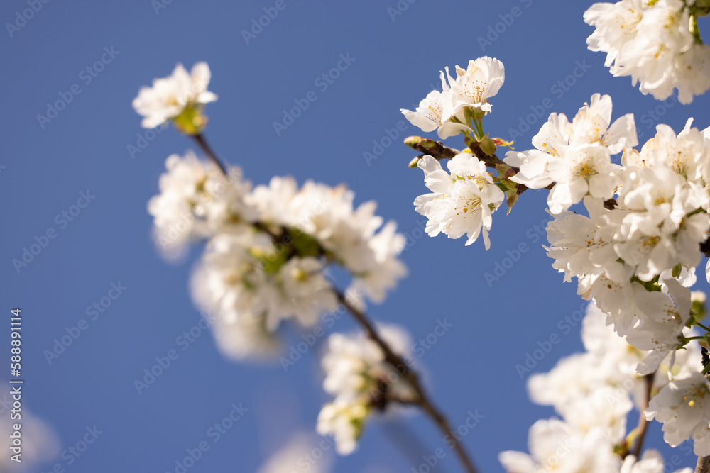 fleurs blanche de cerisier avec en arrière plan un beau ciel bleu de printemps fleurs blanche de cerisier avec en arrière plan un beau ciel bleu de printemps