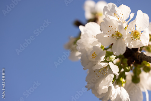 fleurs blanche de cerisier avec en arrière plan un beau ciel bleu de printemps