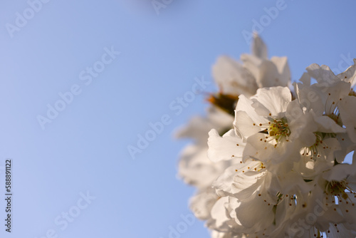 fleurs blanche de cerisier avec en arrière plan un beau ciel bleu de printemps