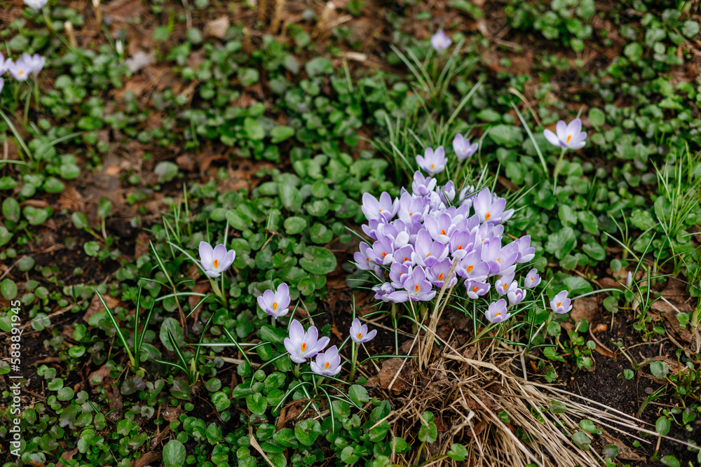 Purple crocuses blooming in early spring in the garden Purple crocuses blooming in early spring in the garden