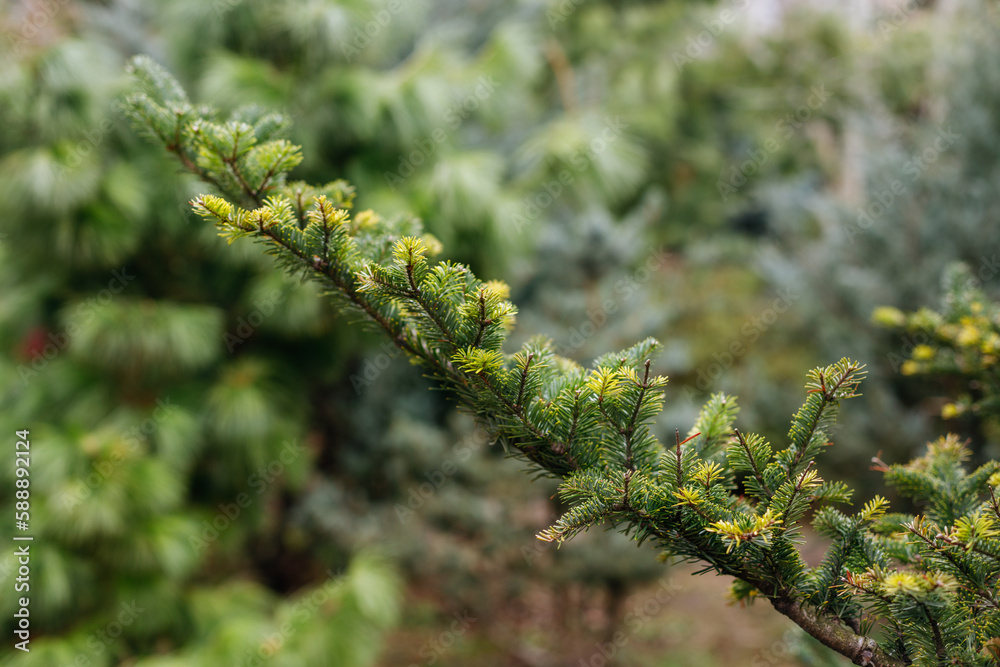 Pine tree branch with green needles close-up, natural background Pine tree branch with green needles close-up, natural background