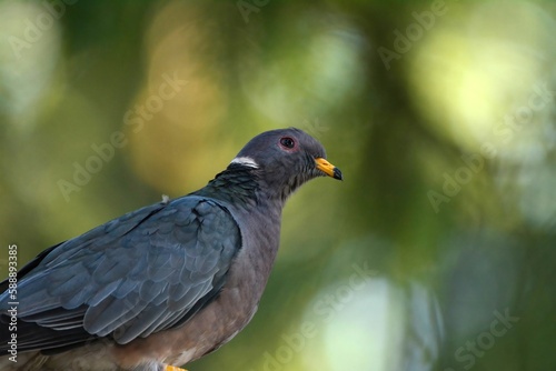 Wallpaper Mural Band-tailed Pigeon profile Torontodigital.ca