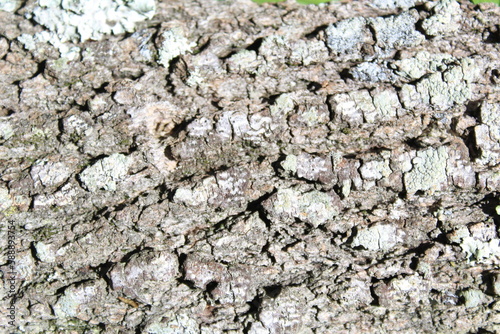 Nature April