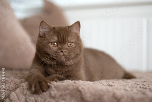 Edle Britisch Kurzhaar Katzen - imposant und selten 