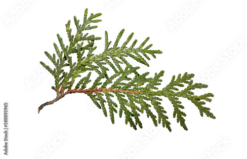 Принти на полотні A branch of a green thuja isolated on a white background.