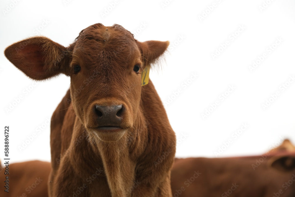 Beefmaster calf face closeup isolated on white background, copy space by beef baby cow for agriculture industry.