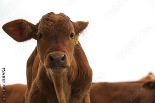 Beefmaster calf face closeup isolated on white background, copy space by beef baby cow for agriculture industry.