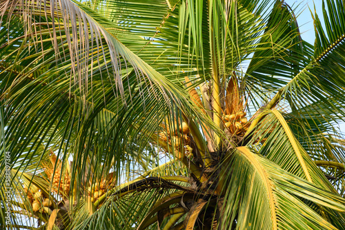 Coconut palm tree with coconuts. Tropical background in sunny day.