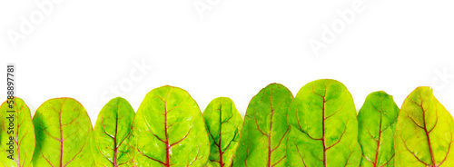leaves of bloodwort green with red leaf vein in a row against white background photo
