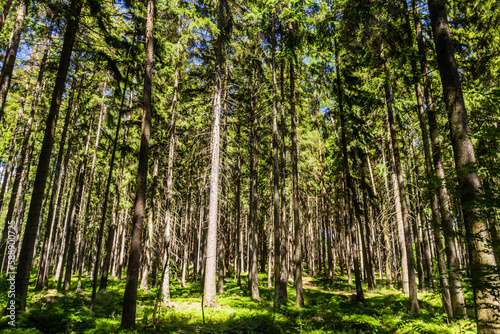 Spruce forest in the Czech Republic