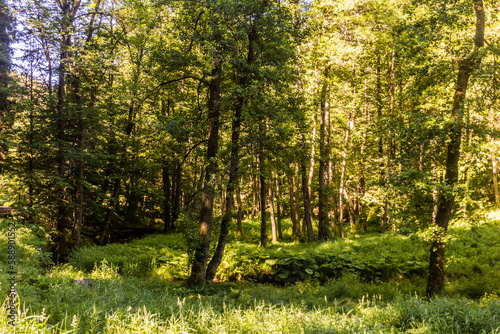 Forest in Brtnicky potok valley in Bohemian Switzerland, Czech Republic