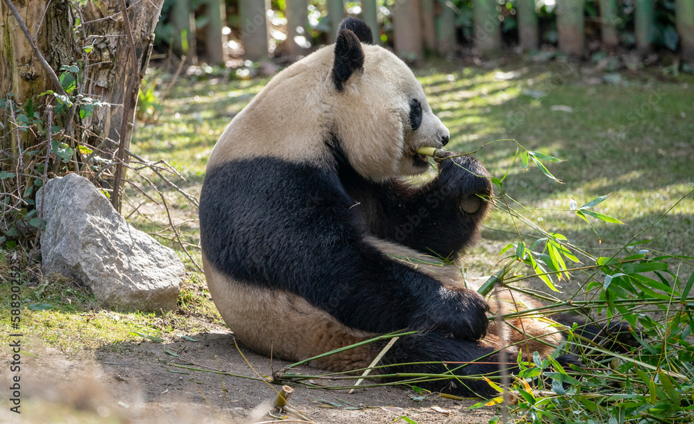 Obraz premium Panda bear sitting on the ground eating Bambu.