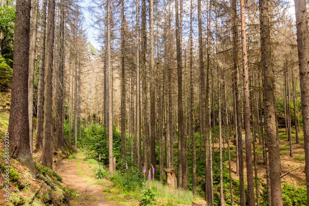 Forest in Bohemian Switzerland damaged by European spruce bark beetle, Czech Republic Forest in Bohemian Switzerland damaged by European spruce bark beetle, Czech Republic