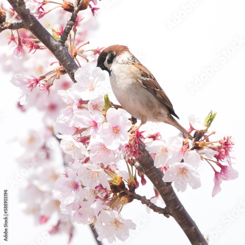sparrow is eating cherry flower nectar