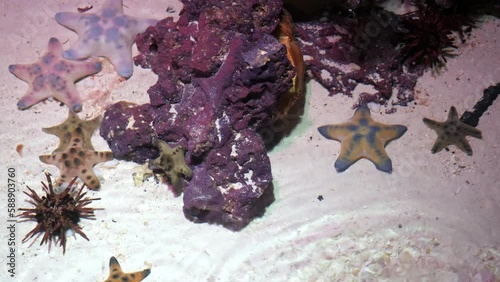 Protoreaster Starfish in Clear Salt Water Tank photo